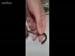 Worms in the dick
